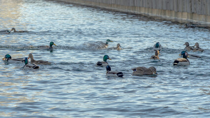 Waterfowl ducks and drakes on a winter river near open water in the city. A flock of ducks in the cold water.