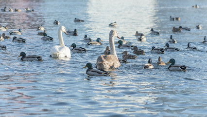 Fototapeta premium Swan and ducks on frozen river. Flock of wild ducks and swans swims in the pond. Wintering of wild birds in the city.