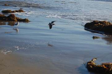 Seagulls enjoying a beautiful day on the shores of Jalama Beach, in Lompoc, Santa Barbara County,...