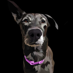 Dog vector pop art colorful transparent background