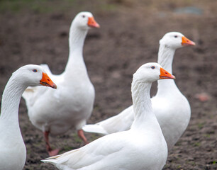 Naklejka na ściany i meble Four white geese outdoors on the farm