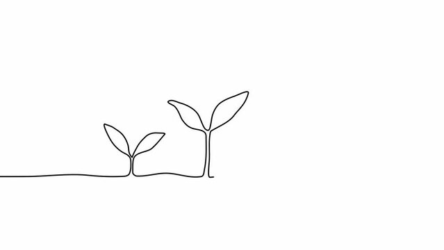 Continuous one line drawing plant germination sequence on white background. Self drawing animation. Hand drawn steps of Growing from seeds Trees, simple design, art. Growth concept. Stepped sprout. 4K