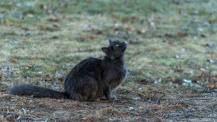Homeles cat is looking for shelter. Abandoned animal, street cat. The cat is waiting for new owners.