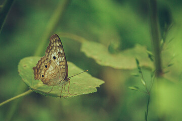 Butterfly on a leaf in the Rainforest