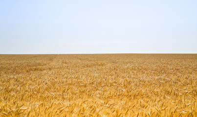Clear blue sky and wheat field