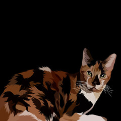 Cat pop art black background