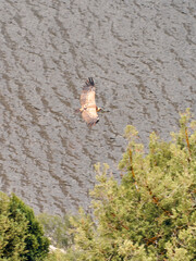 VULTURES WILD FLY IN THE SKY