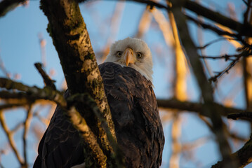 bald eagle