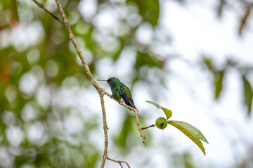 Beautiful photo of a green colored hummingbird with a blue tail perched on a tree branch against a garden background, Colombia