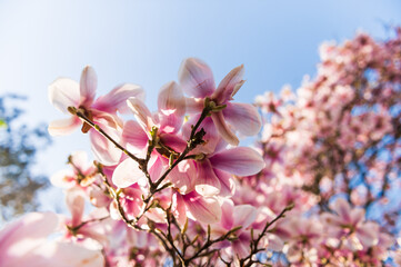 Pink flowers of blossoming magnolia tree in spring