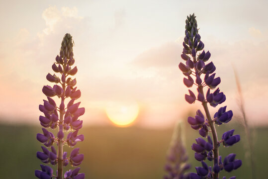 Beautiful sunset over the lupine field. Rest and walk in a field of purple, pink and blue flowers. Tall grass. The sun's rays are shining.