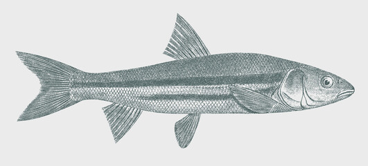 Peamouth mylocheilus caurinus, freshwater fish from North America in side view