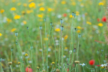 poppies in the meadow