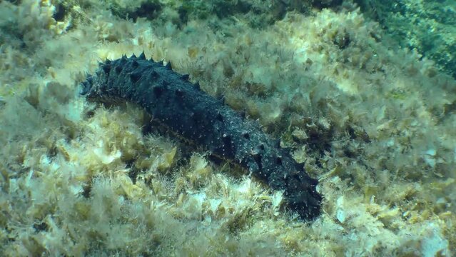 Tubular sea cucumber or cotton-spinner (Holothuria tubulosa) slowly creeps along the seabed in the sunshine.