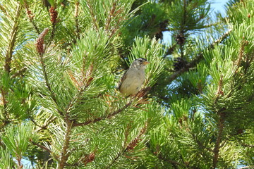 A white-crowned sparrow, perched in a pine tree, in the Pacific Northwest, Siuslaw National Forest, Oregon.