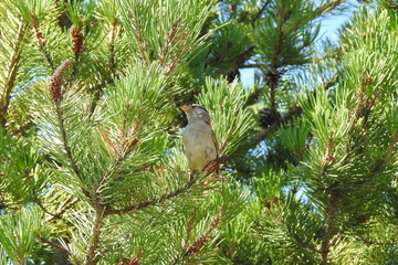 A white-crowned sparrow, perched in a pine tree, in the Pacific Northwest, Siuslaw National Forest, Oregon.
