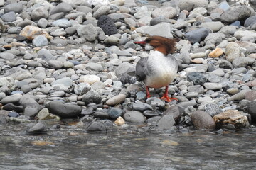 A female common merganser resting along the banks of Cow Creek in the Pacific Northwest, Glendale, Oregon.