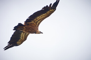 VULTURES WILD FLY IN THE SKY