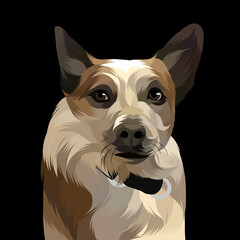 Dog and cat pop art black background