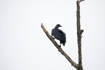 Interesting photo of a black catharta, a large carrion-eating bird of prey, sitting on a tree branch against a white sky