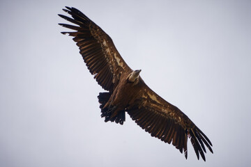 VULTURES WILD FLY IN THE SKY