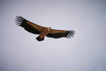 VULTURES WILD FLY IN THE SKY