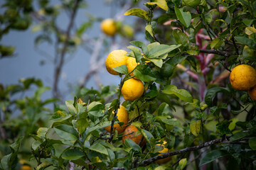 Beautiful photo of a lemon tree with ripe lemons, summer photo, sunny day, against a blue sky