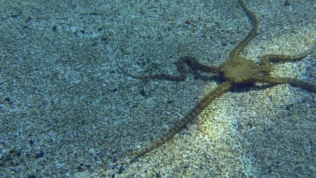 Brittle star slowly crawls in front of the camera along the sandy bottom in shallow water, close-up. Mediterranean.
