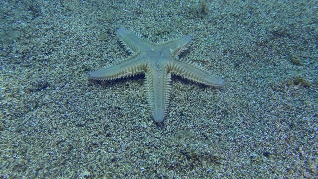 Slender sea star or Sand Starfish (Astropecten spinulosus) creeps along the sandy bottom, then leaves the frame. Mediterranean.
