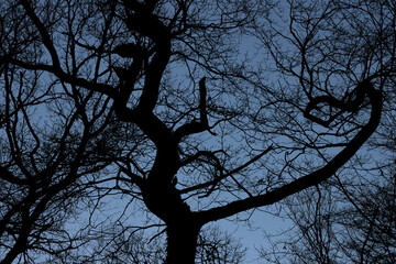 Arbre contrast&eacute; avec des formes singuli&egrave;re