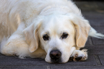 Close up of pet Golden Retriever Dog
