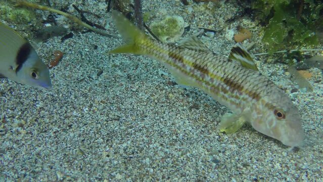 Red mullet  breaks the ground, while Common two-banded seabream (Diplodus) and Mediterranean rainbowfish (Coris) pick up what red mullet doesn't eat and show it promising places to search for food.