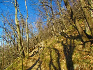 Path leading through a broadleaf forest under in Slovenia lit by sunlight and dry grass covering the ground