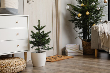 Christmas trees on floor near door in room