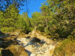 Bright scots pine forest wth a path going through in Slovneia