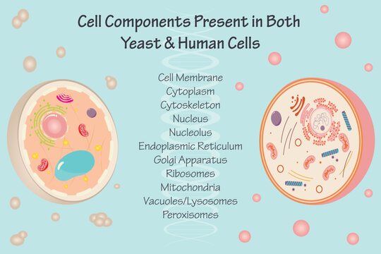 Conserved cellular components in yeast and human cells