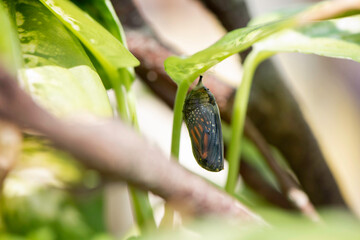Monarch Chrysalis Clear in Plant