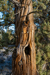 Fototapeta na wymiar Trunk of an ancient juniper tree taken in the Oregon Badlands east of Bend.