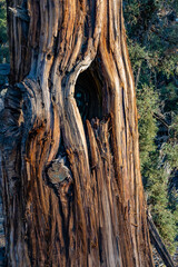 Trunk of an ancient juniper tree taken in the Oregon Badlands east of Bend.
