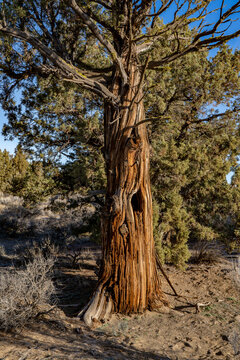 an ancient juniper tree in the Oregon Badlands east of Bend, Oregon