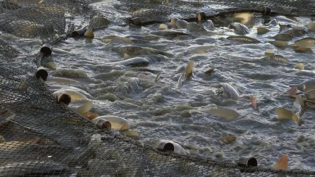 Karpfenernte, abfischen eines Zuchtteiches