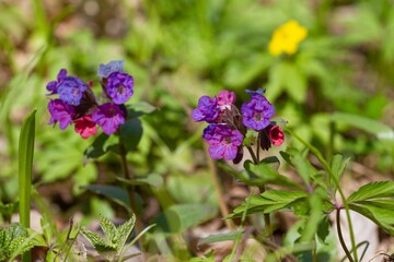 Fototapeta premium inflorescence of unspotted lungwort enjoy sunny spring day, romantic bokeh mood, forest meadow with fallen leaves, seasonal awakening idea, vulnerability of nature