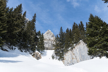 snow covered trees, Piatra Mare Mountains, Romania 