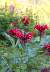 Monarda didyma, bee balm, horsemint, oswego tea, bergamot, crimson beebalm, scarlet beebalm, scarlet monarda