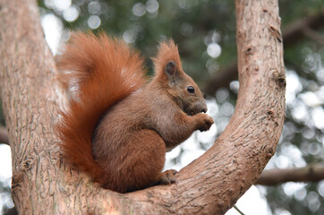 Naklejka na ściany i meble Squirrel on a branch eating a nut