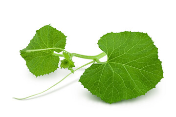 Melon leaf isolated on white background with clipping path and full depth of field