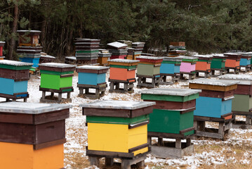 Fototapeta na wymiar Apiary in winter. Colorful hives of bees in the meadow near the forest. Frost and a thin layer of snow.