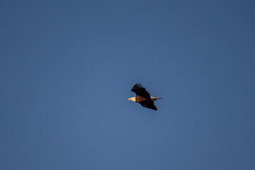 eagle