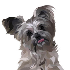 Animal vector illustration