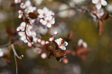 Marienkäfer auf einer Blüte im Frühling